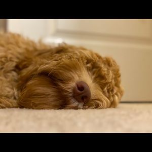 Meet your Posher, Daniel a